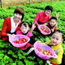 无锡哪里采草莓